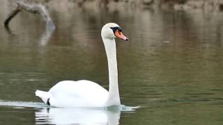 Cigno reale Cygnus olor [upl. by Nnaira]