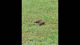 Northern Flickers [upl. by Dianthe]