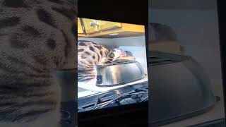 Cat 🐈 finds a 🐁 mouse in toaster 😳 Must watch til the end👍subsharecomment🎯 [upl. by Oidgime381]