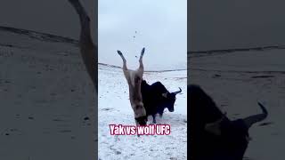 Wild Rock vs wild brave wolf UFC ufc youtubeshorts shorts fighting viralvideo best trending [upl. by Jareb]