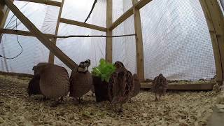 14 Bobwhite Quail amp 1 Oakleaf Salanova Lettuce [upl. by Akinnej475]