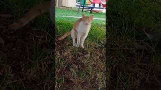 New short post katten cat kittencomedy catvideos [upl. by Brant783]