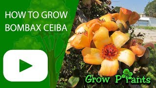 Bombax ceiba  How to grow Cotton tree [upl. by Lina704]