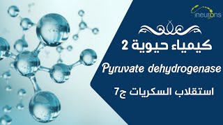 🕵️‍♂️كيمياء حيوية 2  استقلاب السكريات  pyruvate dehydrogenase complex [upl. by Milon]