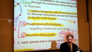 BIOLOGY CYTOLOGY PART 2 by Professor Fink [upl. by Tnomel]