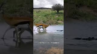 Crocodile sneak attack deer Crocodile sneak attack deer Animal World Animal World Highlights Fan [upl. by Dacey]