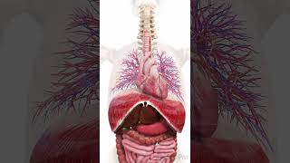 🌬️ The Diaphragm Heart and Lungs A Perfect Trio for Life 🌬️ [upl. by Areht]