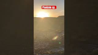 Big headed ants Pheidole queen ant nuptial flight at dusk in the desert [upl. by Eselahc]