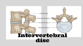 Intervertebral disc [upl. by Pearl]