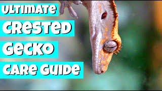 The ULTIMATE Crested Gecko Care Guide [upl. by Kaye]