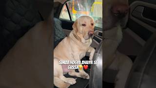 Car Ki Window Nhi Khuli😂❤️ vlog ytshortsindia dogshorts labradorlovers minivlog [upl. by Maer771]