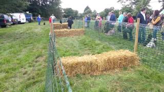 George with Max gundog scurry [upl. by Oirifrop]