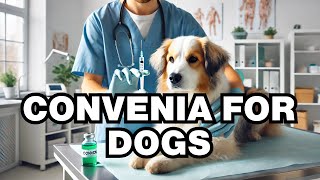 What Is Convenia For Dogs Explained [upl. by Atews]