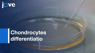 Chondrocytes differentiation from Stem cells  Protocol Preview [upl. by Brecher964]