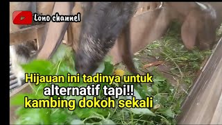 Hijauan alternatif di musim kemarau kambing dokoh lonochanel [upl. by Tegdig131]