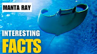 Exploring the Fascinating World of Manta Ray  Interesting Facts  The Beast World [upl. by Sakiv]