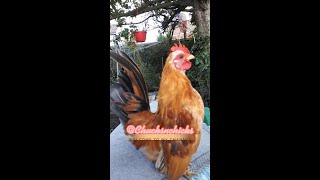 Serama Rooster Crowing Compilation serama chicken rooster birds [upl. by Oderfliw]