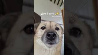 Perfectest doggo rescueismyfavoritebreed doglover pets [upl. by Rimidalg]