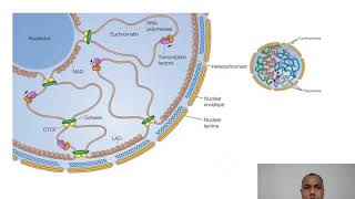 Euchromatin and Heterochromatin for MSc semIII by Ashish Sharma [upl. by Detta502]