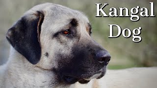 Kangal Dog  Is it right for you [upl. by Aihsema185]