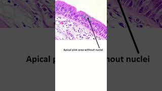 Pseudostratified ciliated columnar epithelium shrots epithelialtissue [upl. by Ettennaej]