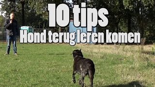 Dog School 10 Tips voor loslopende honden terug te leren komen [upl. by Yardna]