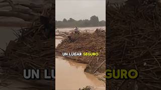 Perro rescatado en las inundaciones 🐶 [upl. by Handbook]