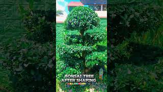 Bonsai tree shaping at kanyakumari bonsaitree kanyakumari gardeningtips homedecor houseplants [upl. by Armbrecht]