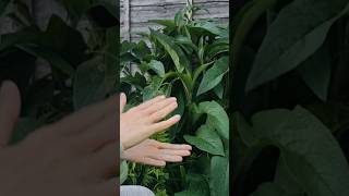 Using Comfrey as an Organic Fertilizer fertilizer comfrey [upl. by Schach]