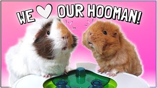 10 Best Ways to Interact and Play with Your Guinea Pigs [upl. by Lusar]