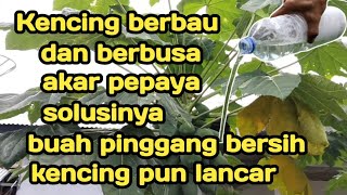 Kencing tak lancar kencing berbusa akar kates solusinyakencingberbusa [upl. by Jeannie876]