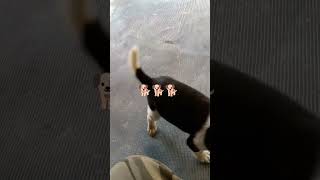 🐕️🐕️🐕️ my cut dogi need next part please subcaste this channole thank you [upl. by Selwyn906]