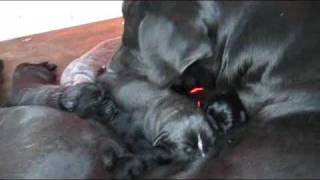 Cuccioli di cane corso [upl. by Ariayek]