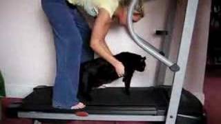 Fat Cat  Treadmill  no good [upl. by Zizaludba]