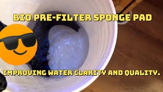 Discover the Secret to Achieving Pristine Clarity in Your Saltwater Aquarium [upl. by Hump]