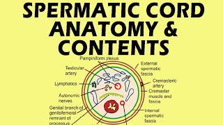 Spermatic Cord Anatomy  Spermatic Cord Contents  Contents of Spermatic Cord anatomy medicine [upl. by Sherill474]