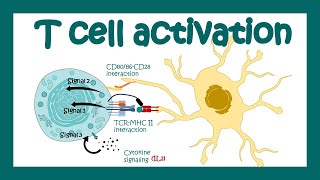 T cell activation  What are the 3 signals for T cell activation T cell differentiation Immunology [upl. by Duyne717]