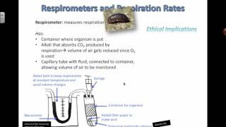 Respirometer Experiments and Ethics 2016 IB Biology [upl. by Reteid]