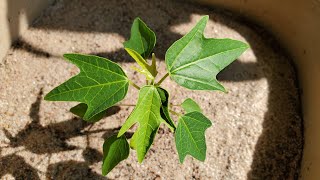 Growing Papaya Trees from Seeds Days 0102 [upl. by Fisken]