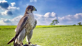 Training a Perigrine falcon for racing [upl. by Hpeosj]