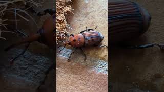 Insecto invasor picudo rojo de la palmera [upl. by Nirtiac]