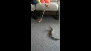 Skinky the Skink playing with some cat toys [upl. by Hareehat]