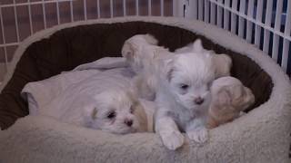 Chiots bichon maltais nés le 11 décembre 2017 [upl. by Meingolda957]