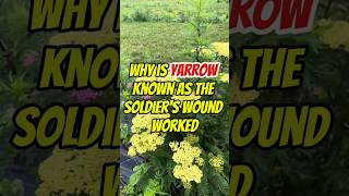 Why is yarrow known as the soldier wound worked thewwinsight viralvideo shortvideo trending [upl. by Albarran845]