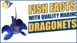 Fish Facts with Quality Marine Episode 2  Dragonets [upl. by Bridges673]