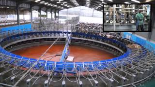 70 Point De Laval Rotary Milking Parlour Glenapp Farm Ayrshire DairyCo [upl. by Oidiple]