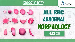 All Abnormal Red blood cells  RBC Morphologies  English [upl. by Nol]