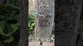 Wire rope knot tying tricks for you shorts [upl. by Chirlin]