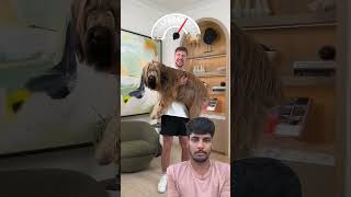 Mr beast dog 🐕🐶 shorts mrbeast dog [upl. by Tenrag]