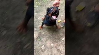 Rottweiler Dog Attack On Wife Rottweilers Aggressive Attack And Natural Instinct shorts viral [upl. by Ttezil649]